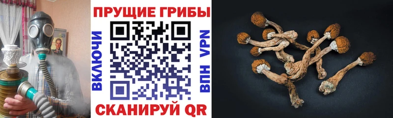 Псилоцибиновые грибы GOLDEN TEACHER  купить наркотики сайты  Кирсанов 